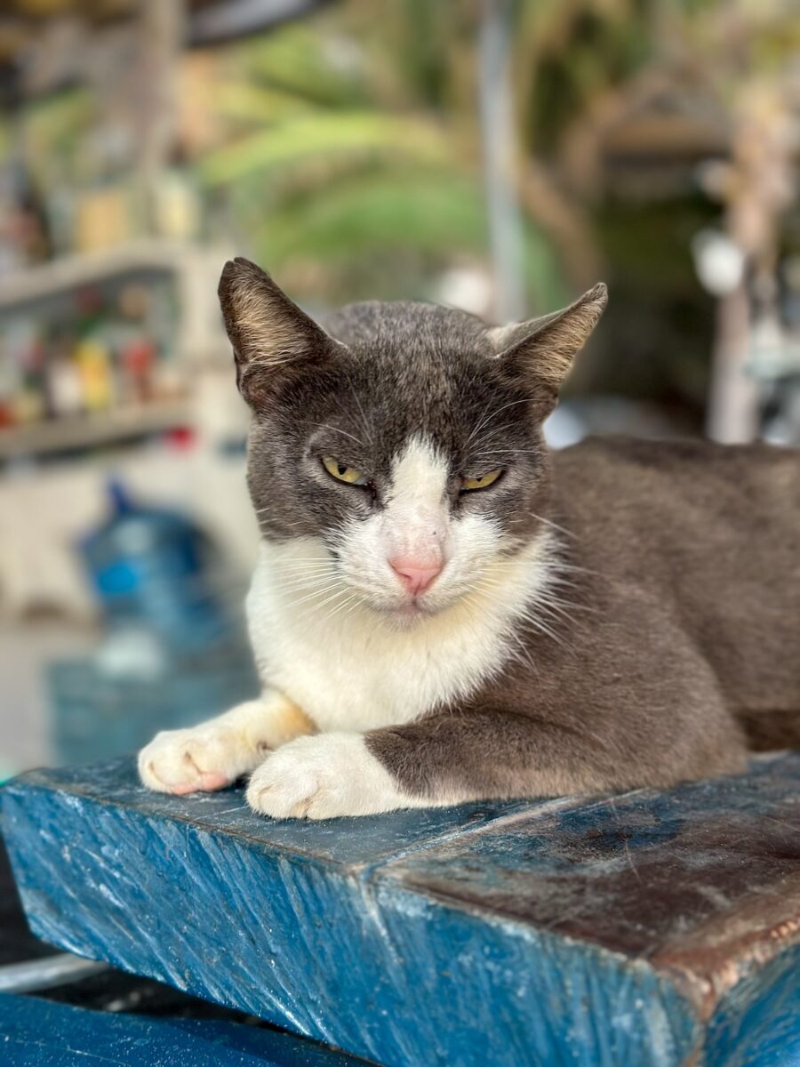 Close-up of a gray and white cat lounging on the bar at Capitán Capitán Beach Club on Holbox Island.