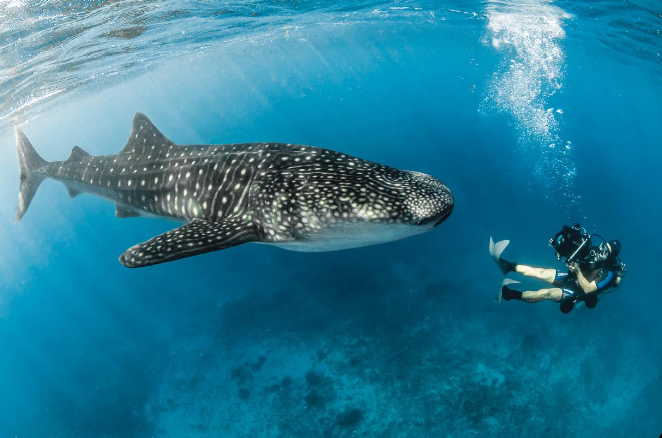 Diving in the Philippines