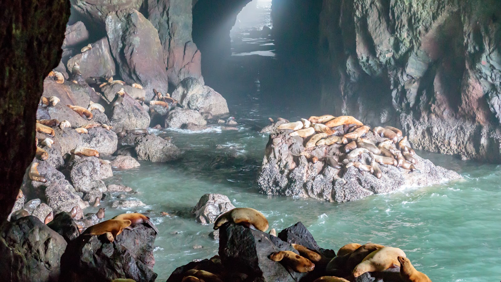 Sea Lion Caves