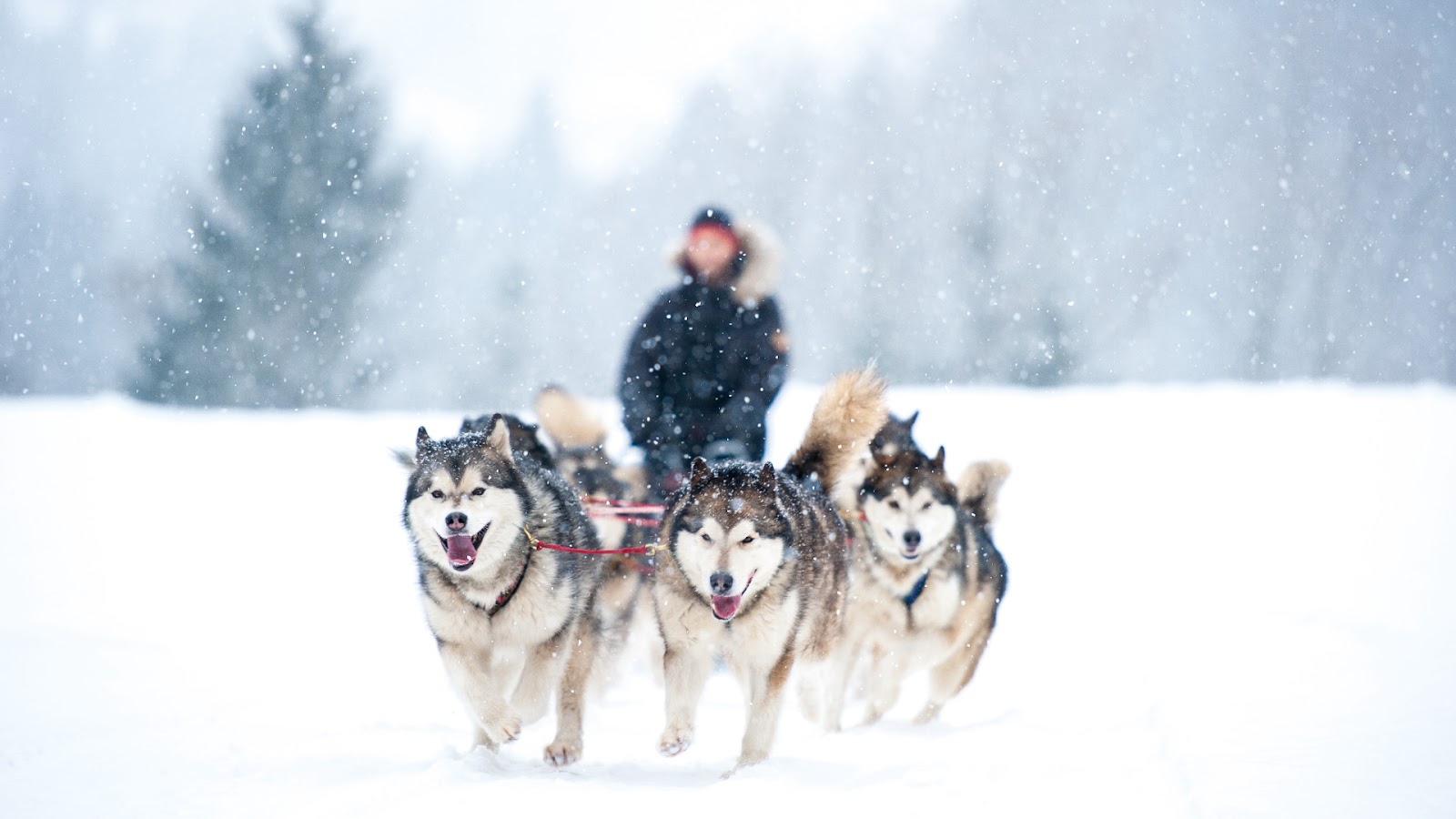 Dog sledding