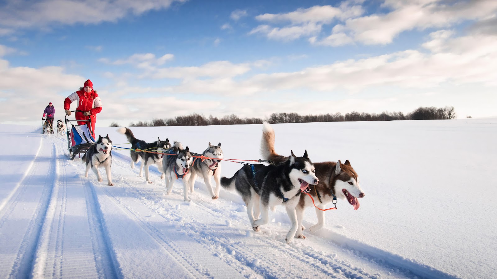 A dog sledding experience