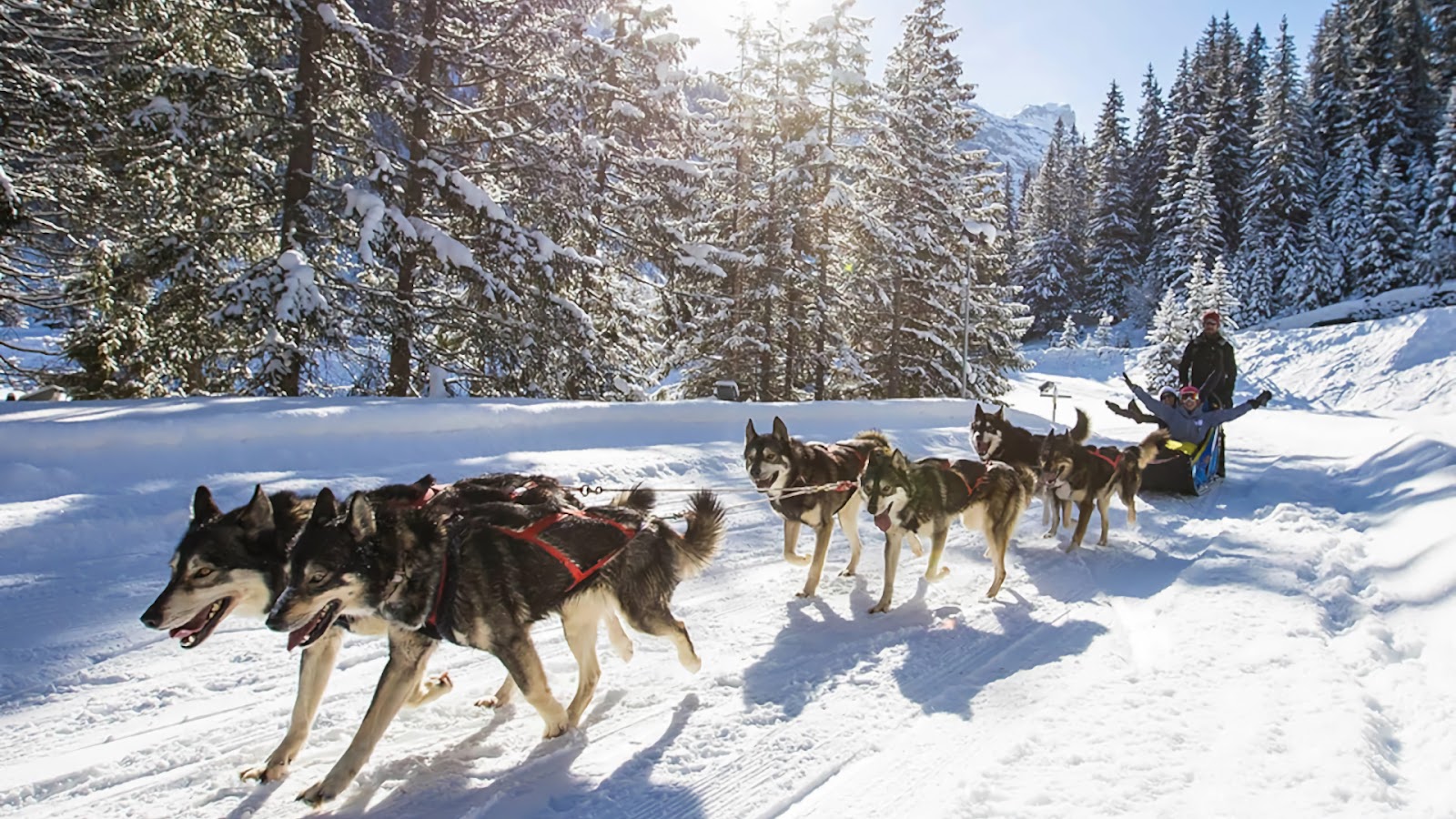 Huskies pulling a sled